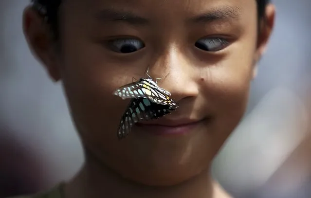 A boy reacts as a butterfly stops on his nose during a butterfly exhibition at a park in Kunming, Yunnan province, China, September 26, 2015. (Photo by Reuters/Stringer)