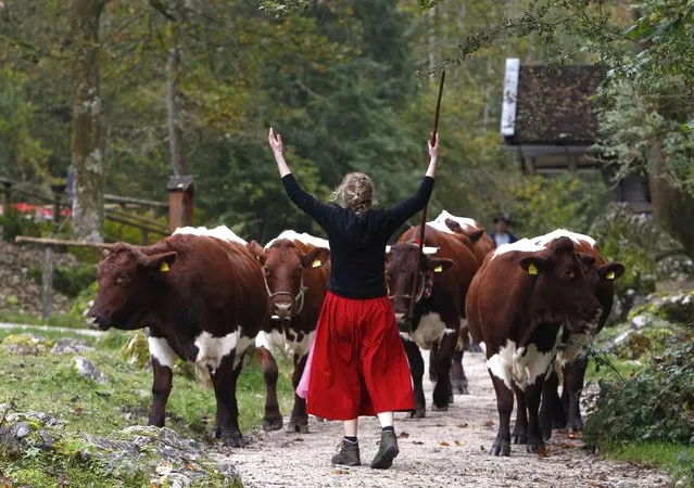 A Bavarian farmer brings the cows to a boat to be transported over the picturesque Lake Koenigssee prior to Almabtrieb ceremony on October 6, 2014. (Photo by Michaela Rehle/Reuters)