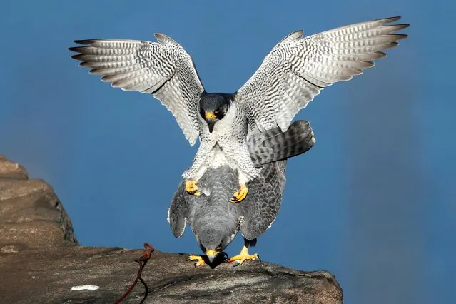 A pair of peregrine falcons mate while perched on the Palisades Cliffs above the Hudson River at State Line Lookout Park in Alpine, New Jersey, U.S., March 15, 2021. (Photo by Mike Segar/Reuters)