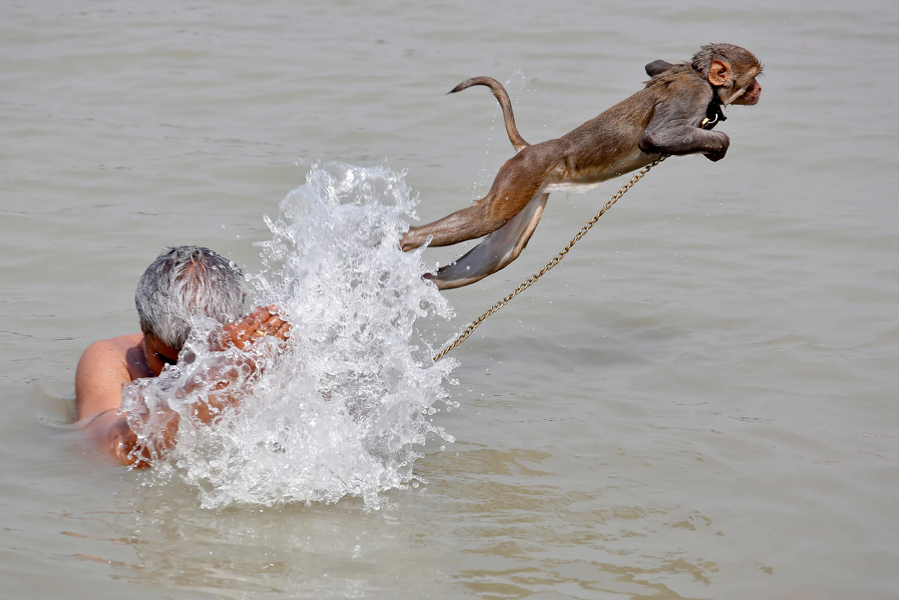Шимпанзе плавает. Обезьяна купается. Обезьяна плавает.