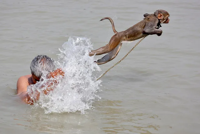 Ramu, a pet monkey, jumps as his handler bathes in the waters of the Ganges River, on a hot summer day, in Kolkata, India April 26, 2017. (Photo by Rupak De Chowdhuri/Reuters)