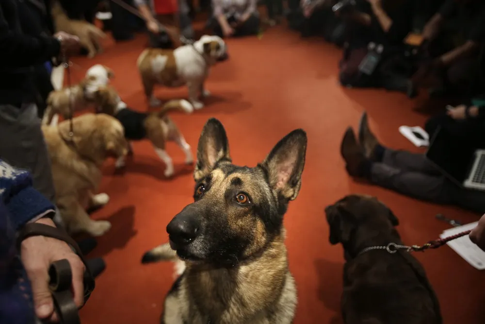 American Kennel Club Announces Most Popular Dogs in The U.S. 2013