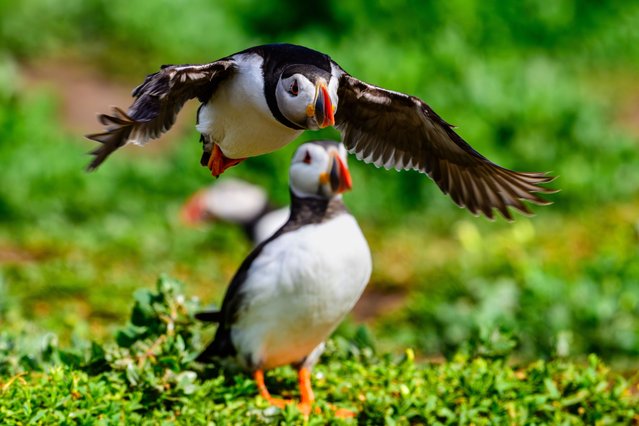 A Puffin (Fratercula arctica) flies over another, Farne Islands, Northumberland, UK on June 24, 2025. (Photo by Jane Hobson/Rex Features/Shutterstock)