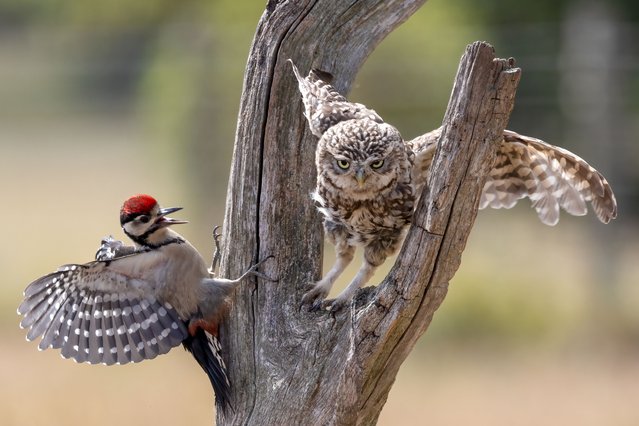 A woodpecker and an owl bicker on a tree branch near Bromsgrove in the West Midlands, UK in the second decade of July 2025. The photographer says the juvenile woodpecker, with a red crown, poked the owl in the eye before flying off. (Photo by Julie Yates/Solent News & Photo Agency)