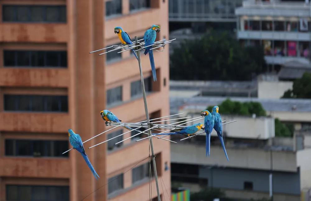Venezuelas Beloved Macaws