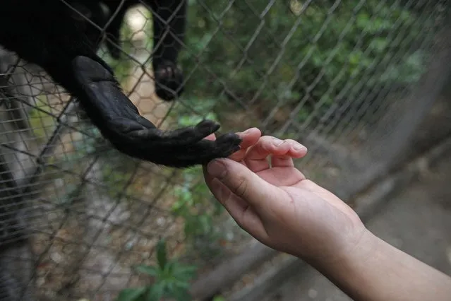 A man touches the monkey's hand at a rescue and rehabilitation center in Santiago, Chile, Saturday, November 22, 2014. Elba Munoz who runs the center, says that one of the goals of the Center for the Rescue and Rehabilitation of Primates is to stop the trafficking of the animals. (Photo by Luis Hidalgo/AP Photo)