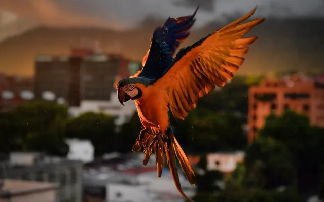 A macaw flies down as it looks to land on an antenna for food, in Caracas, Venezuela, Saturday, September 5, 2020, amid the new coronavirus pandemic. Caracas' signature bird, the blue-and-yellow macaw, is one of four such species that inhabit the valley. Legend has it that it was introduced in the 1970s by Italian immigrant Vittorio Poggi, who says he nurtured a lost macaw and trained it to fly with his motorcycle as he cruised around his neighborhood. (Photo by Matias Delacroix/AP Photo)