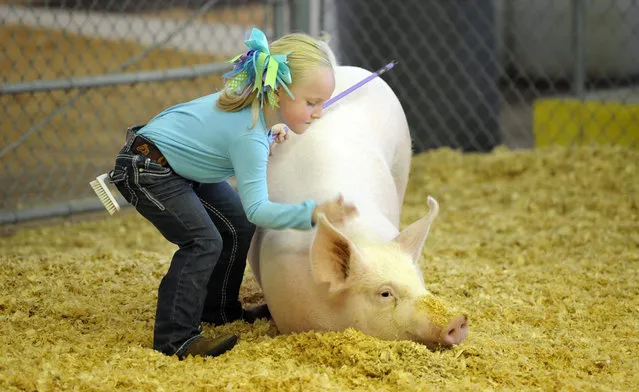 Amelia Meadows, 5, slaps her pig as she tries to keep him from laying down while she was showing him to the judges during the Future Farmers of America and 4H Swine Show at the Georgia Carolina State Fair in Augusta, Ga., Wednesday, October 21, 2015. Amelia took home a 6th place ribbon for showmanship in the kindergarten to 3rd grade division. (Photo by Michael Holahan/The Augusta Chronicle via AP Photo)