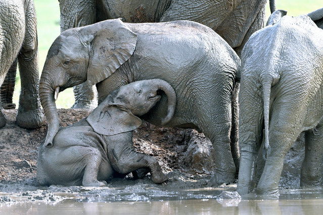 The moment baby elephant gets a helping hand to escape the slippery waterhole was caught on camera in the Addo Elephant National Park in the Eastern Cape of South Africa in the last decade of August 2025. (Photo by Anne Laing/Caters News Agency)