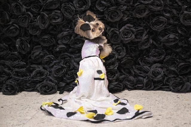 Livie, a Morkie dressed as US model Gigi Hadid, poses during the “The Pet Gala” at AKC Museum of the dog in New York City on  May 20, 2024. The Pet Gala by Anthony Rubio designs recreates outfits from the Met Gala for pets. (Photo by Angela Weiss/AFP Photo)