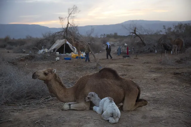 In this Monday, January 22, 2018 photo, a newborn camel and his mother rest as back to the night camp after grazing all day in the open field at the territory of Israeli Kibbutz Kalya, near the Dead Sea in the West Bank. (Phoro by Oded Balilty/AP Photo)