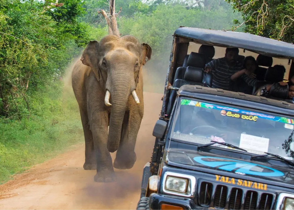 Angry Elephant vs Safari Jeep