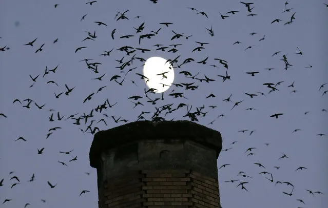 In this Tuesday, September 13, 2016 photo,tThe moon is visible in the background as a multitude of migratory Vaux's Swifts flock to roost for the night inside a large, brick chimney at Chapman Elementary School in Portland, Ore. Numbers of Vaux's Swifts are in decline, in part scientists say because of the destruction of the brick chimneys that they use to roost during their annual fall migration. (Photo by Don Ryan/AP Photo)