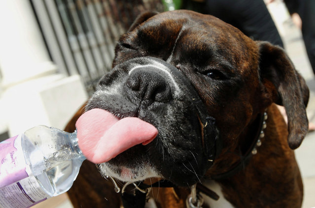 Cooper, a boxer dog drinks water from a bottle to cool down in the hot weather in London on May 29, 2012. (Photo by Luke MacGregor/Reuters)