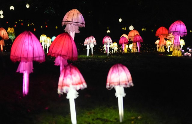 A view of part of the installation “The Night Council”, where mythical creatures gather amidst glowing fungi, during a photocall for Glow Wild, the winter lantern trail at Wakehurst, Kew's wild botanic garden in Ardingly, West Sussex, UK on Thursday, November 27, 2025. (Photo by Andrew Matthews/PA Images via Getty Images)