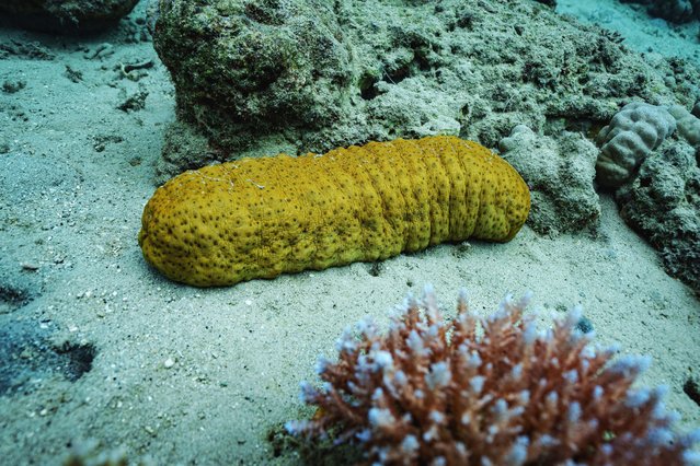 A sea cucumber sits at Havannah Harbour, off the coast of Efate Island, Vanuatu, Sunday, July 20, 2025. (Photo by Annika Hammerschlag/AP Photo)