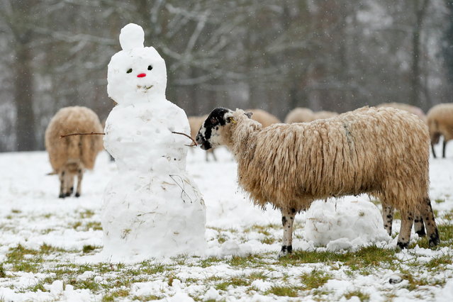 A sheep stands next to a snowman in Campbell Park, in Milton Keynes, Britain on January 24, 2021. (Photo by Andrew Boyers/Reuters)
