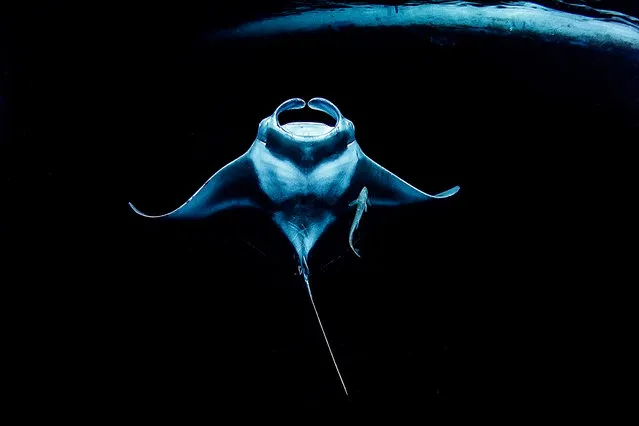 Up & coming category runner-up. Toward Shining Light by Ryohei Ito (Japan), manta ray taken in Maaya lagoon, North Ari Atoll, Maldives. (Photo by Ryohei Ito/Underwater Photographer of the Year 2021)