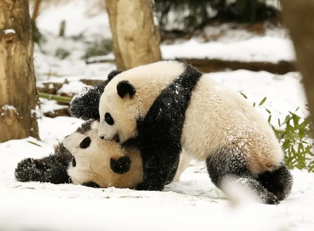 Giant Panda mom Mei Xiang (L) and her cub Bao Bao (R) wrestle in the snow at the Smithsonian National Zoo in Washington January 27, 2015. (Photo by Gary Cameron/Reuters)