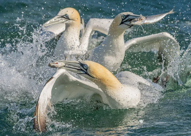 Gannets on the sea feeding in the middle of Breeding season, collecting fish for their young chicks and partners back on the nests near the Bempton cliffs on the coast of east Yorkshire, England on June 25, 2023. (Photo by Charlotte Graham/Rex Features/Shutterstock)