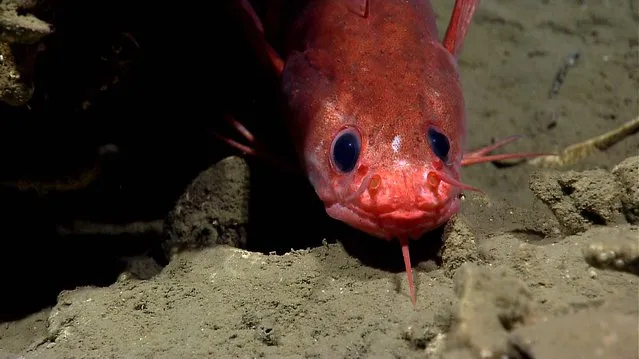 A Gaidropsarus peaks out from under a carbonate rock. (Photo by National Oceanic and Atmospheric Administration)