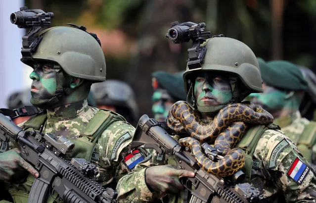 Members of Paraguayan Army's Special Forces Cavalry, one of them with a snake around his neck, walk in front of Paraguay's new President Mario Abdo Benitez (not pictured) during a military parade in Asuncion, Paraguay on August 15, 2018. (Photo by Marcos Brindicci/Reuters)