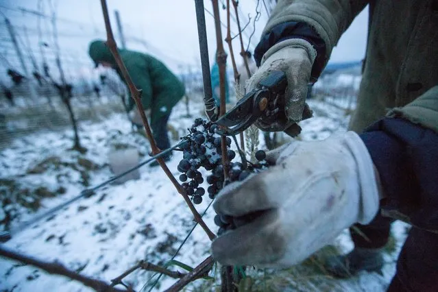 Harvest helpers brave the morning temperatures of about minus seven degrees Celsius as they cut grapes for the so-called 'Ice Wine' at a vineyard near the town of Bzenec, South Moravia, Czech Republic, early 04 January 2016. Ice wine is a very sweet desert wine made of grapes that have been frozen at the vine and harvested during subzero temperatures. (Photo by Tomas Hajek/EPA)