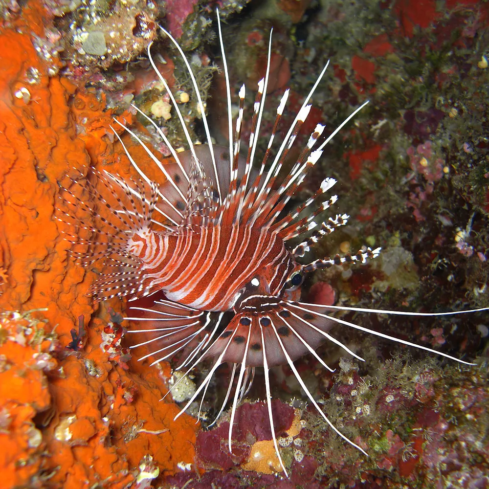 Indonesia Scuba Diving with David M. Hogan