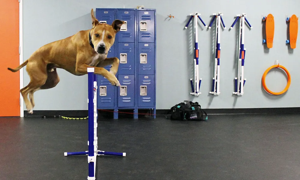 Some Photos: Animals