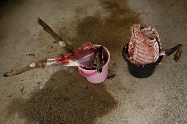 Buckets hold the remains of a deer in a shed in Oi, Fukui Prefecture, Japan, November 17, 2016. (Photo by Thomas Peter/Reuters)