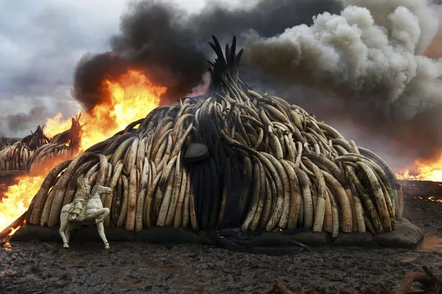 This picture shows one stack of burning elephant tusks, ivory figurines and rhinoceros horns at the Nairobi National Park on April 30, 2016. Kenyan President Uhuru Kenyatta set fire on April 30, 2016, to the world's biggest ivory bonfire, after demanding a total ban on trade in tusks and horns to end “murderous” trafficking and prevent the extinction of elephants in the wild. (Photo by Fredrik Lerneryd/AFP Photo)