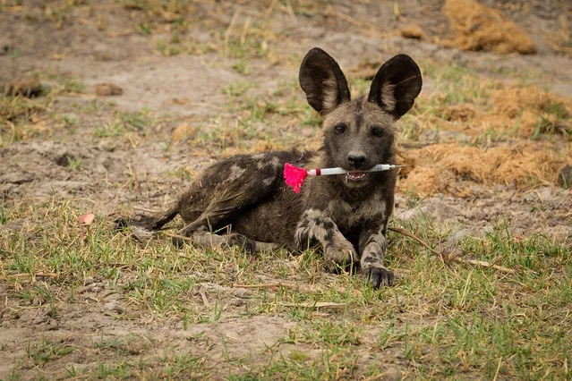 Ecology in action winner. The Tables Have Turned, photographed in the Okavango Delta, Botswana. This image shows an African wild dog pup playing with a tranquiliser dart. After ecologists anaesthetised an adult in a pack, one of the pups spotted the dart and kept hold of it, seemingly proud of its new toy. (Photo by Dominik Behr/University of Zurich and Botswana Predator Conservation Trust/British Ecological Society)