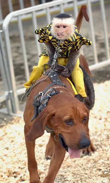 Dog-riding Monkeys race at the Alabame state fair, Birmingham AL. (Photo by Splash News and Pictures)