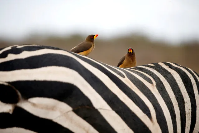 Birds sit on the back of a zebra in Nairobi National Park, near Nairobi, Kenya, November 21, 2018. (Photo by Baz Ratner/Reuters)
