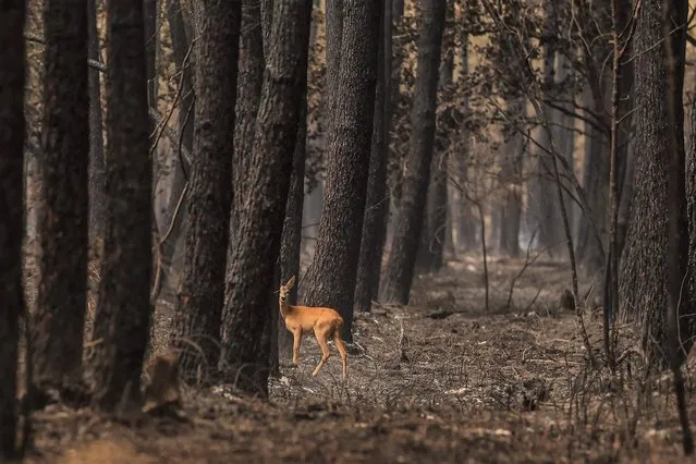 A doe looks on in a burnt forest following a fire in South Gironde, near Belin-Beliet, south-western France on August 13, 2022. (Photo by Thibaud Moritz/AFP Photo)