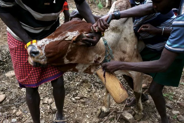 Young Pokot men restrain a bull as they extract blood from its neck, during an initiation ceremony of young men in Baringo County, Kenya, January 20, 2016. (Photo by Siegfried Modola/Reuters)