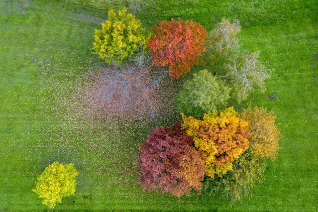 Colourful trees in a meadow in Frankfurt, Germany, Friday, October 27, 2023. (Photo by Michael Probst/AP Photo)