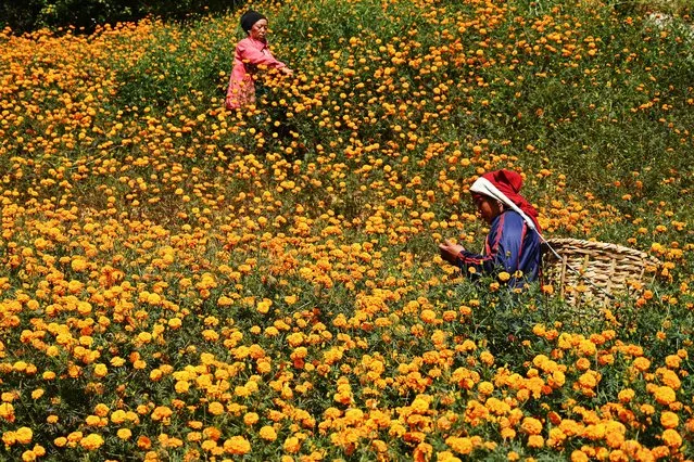 Farmers harvests marigold flowers at Ichangu Narayan village in the outskirts of Kathmandu on November 11, 2023, on the eve of the Nepali-Hindu festival of lights Tihar. (Photo by Prakash Mathema/AFP Photo)