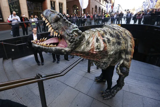 A performer dressed in a Tyrannosaurus rex dinosaur costume walks amongst pedestrians during a publicity event in central Sydney, August 28, 2013. (Photo by Daniel Munoz/Reuters)