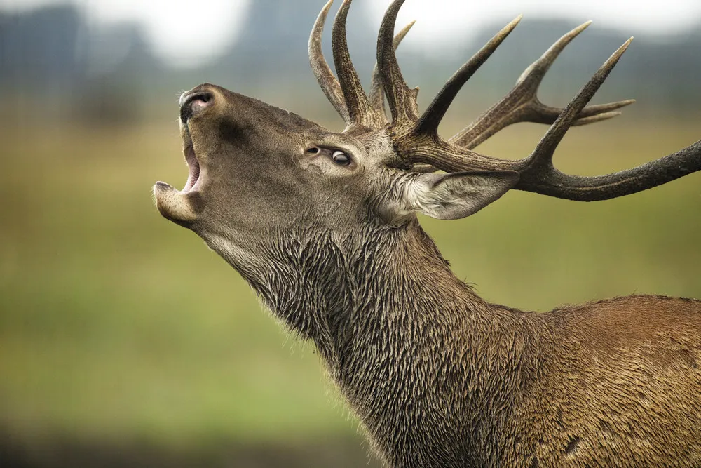 Simply Some Photos: Animals