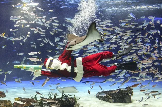 Tanaka, a feeding diver with four years of experience, wears a Santa Claus costume while practicing in preparation for a Christmas special feeding performance at the Sunshine Aquarium in Tokyo, Japan, 14 December 2023. The aquarium once prepared a different seasonal aquarium performance at the penguin tank but bird flu forced the cancellation of the performance and the return of their traditional “Santa Diver” feeding performance. The special Christmas performance will occur from 22 to 25 December 2023. (Photo by Kimimasa Mayama/EPA)