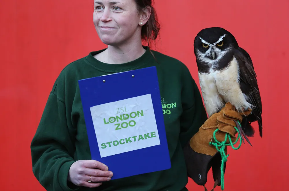 London and Chester Zoo’s Annual Animal Stock Take