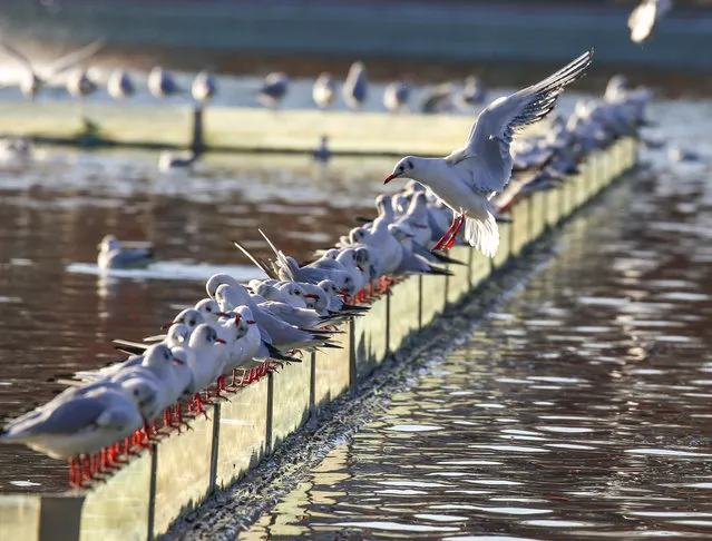 A view of the Youth Park, which is one of the primary landmarks of Turkish capital, with seagulls in Ankara, Turkiye on December 18, 2023. (Photo by Ismail Duru/Anadolu via Getty Images)