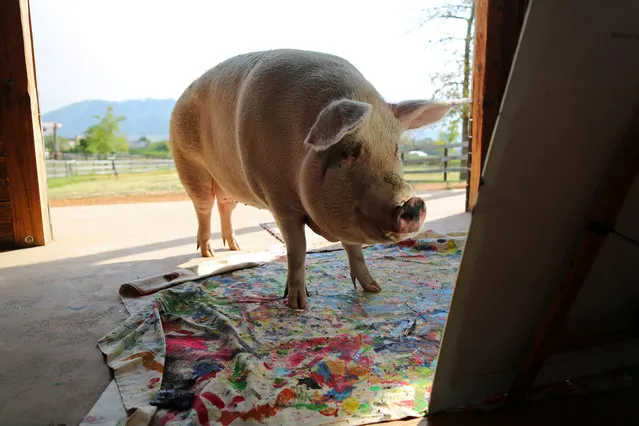 Pigcasso, a rescued pig, looks at a canvas after painting at the Farm Sanctuary in Franschhoek, outside Cape Town, South Africa on February 21, 2019. (Photo by Sumaya Hisham/Reuters)