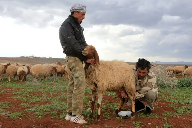Rebel fighters milk a sheep in Al-Lataminah village, northern Hama countryside, Syria March 5, 2016. (Photo by Ammar Abdullah/Reuters)