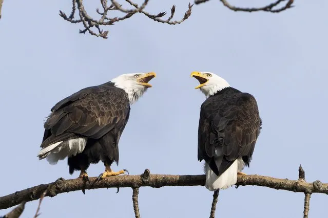 A pair of bald eagles call out while resting on a tree next to Union Bay, Tuesday, January 16, 2024, in Seattle. (Photo by Lindsey Wasson/AP Photo)
