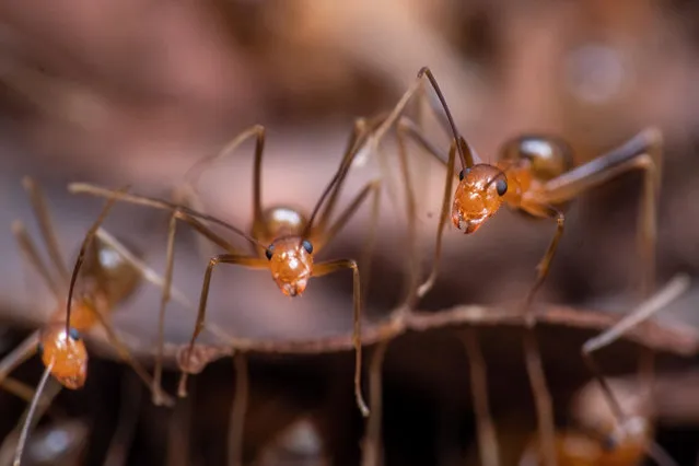 Yellow crazy ants, one of the world’s most damaging invasive species, in Queensland, Australia. (Photo by Peter Yeeles/James Cook University/Alamy Stock Photo)