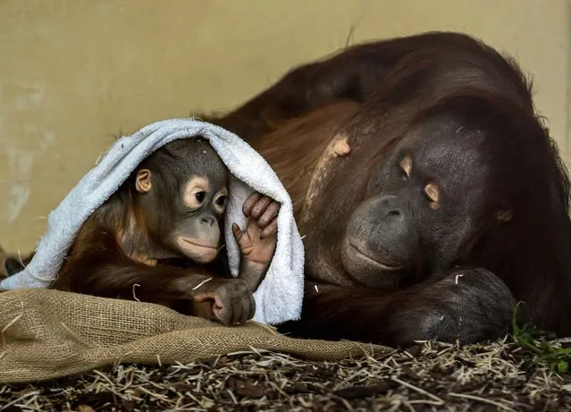 19-month-old Orangutan baby Kendari and mother Sari are pictured in their enclosure at Schoenbrunn Zoo in Vienna, Austria, on January 24, 2024. (Photo by Joe Klamar/AFP Photo)