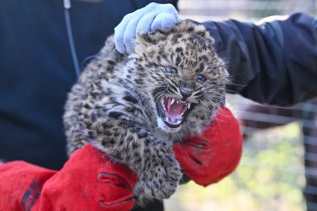 A ten-week-old North China leopard (Panthera pardus japonensis) is handled during a routine health check in the Zoo of Debrecen, northeastern Hungary, 30 January 2024. The female cub, which was born on 21 November 2023, belongs to a leopard subspecies that is endemic to the forest habitats of Northern China. (Photo by Zsolt Czegledi/EPA/EFE)
