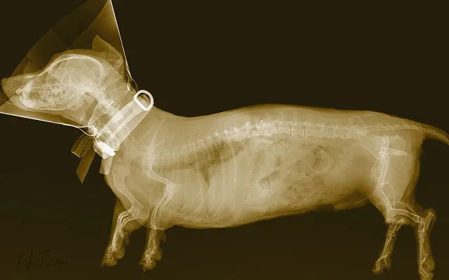 An x-ray of a dog, taken by British artist and photographer Hugh Turvey in London, England. (Photo by Hugh Turvey/SPL/Barcroft Media)